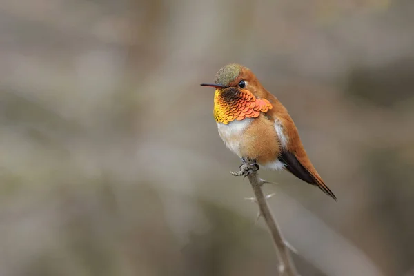 Rufous Κολιμπρί Πουλί Στο Βανκούβερ Καναδά — Φωτογραφία Αρχείου