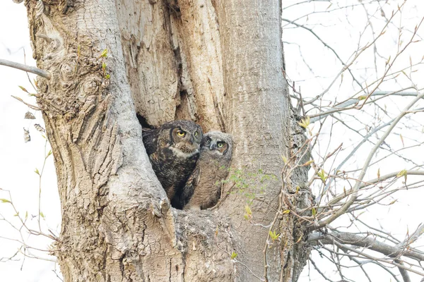 Great Horned Owl Owlet Vancouver Canada — стокове фото