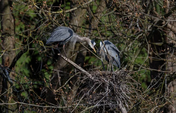 不列颠哥伦比亚省温哥华的大蓝鹭窝 — 图库照片