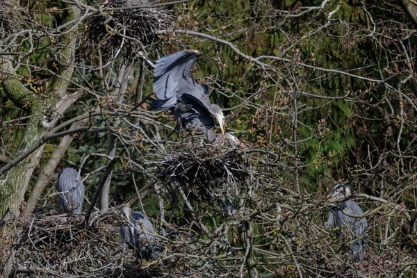 Большое Голубое Гнездо Цапли Ванкувере — стоковое фото