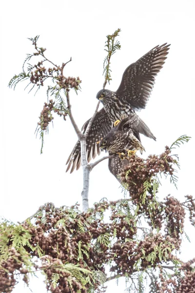 不列颠哥伦比亚省温哥华的梅林鸟交配 免版税图库照片