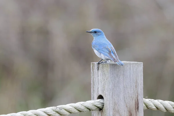 Mountain Bluebird Fågel Vid Vancouver Kanada — Stockfoto