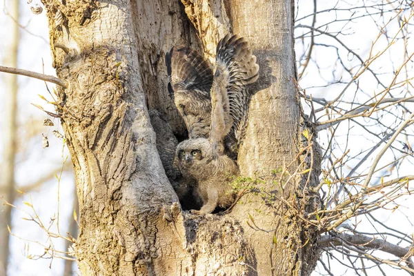 Great Horned Owl Owlet Nest Vancouver Canada — стокове фото