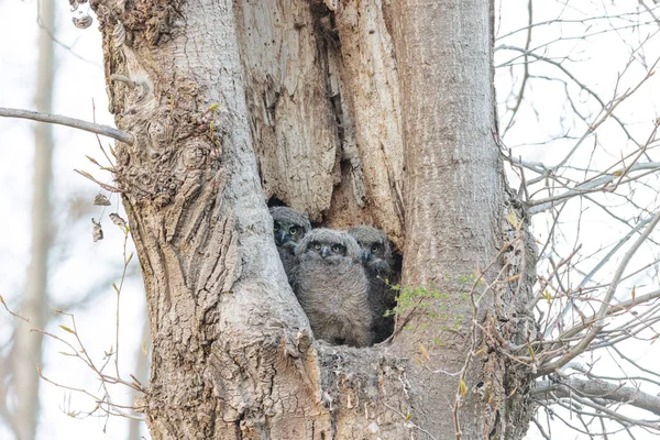 Great Horned Owl Owlet Nest Vancouver Canada — стокове фото