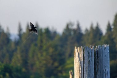 Avrupa Sığırcık Kuşu, Kanada 'da MÖ Vancouver' a yuva malzemesi getirdi