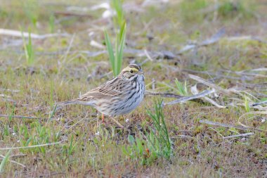 Vancouver BC Kanada 'da Savannah serçe kuşu