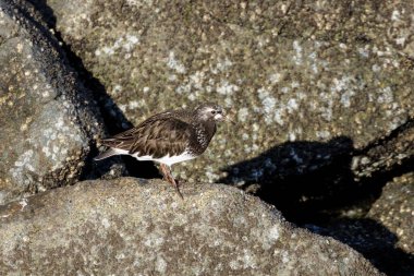 Vancouver BC Kanada 'da siyah turnstone kuşu