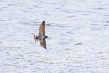 Vancouver BC Kanada 'daki Barn Swallow kuşu.