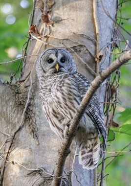 Vancouver BC Kanada 'da yasaklanmış baykuş.