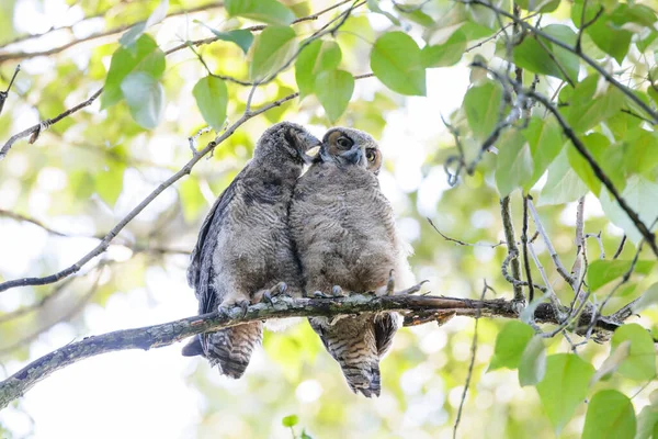 Great Horned Owl Owlet Vancouver Canadá — Foto de Stock