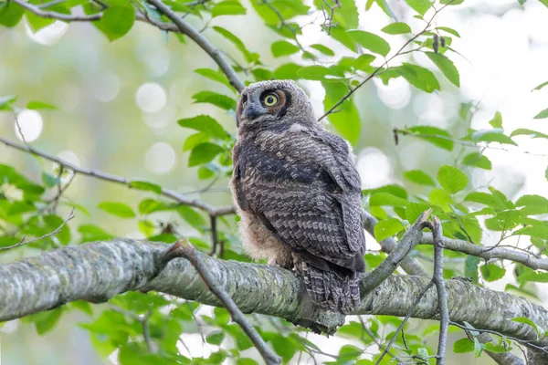 Great Horned Owl Owlet Vancouver Canadá —  Fotos de Stock