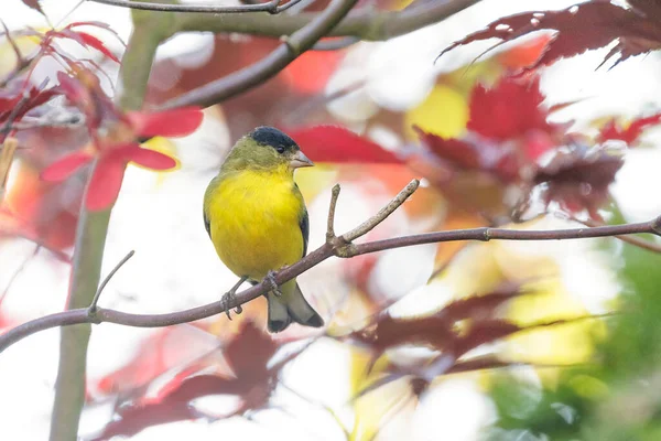 Pájaro Jilguero Menor Vancouver Canada — Foto de Stock