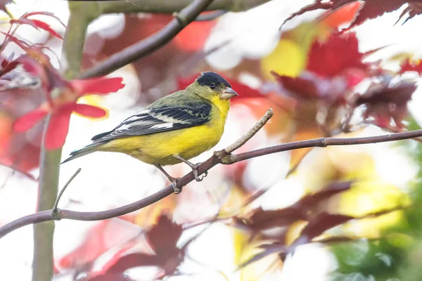 Lesser Goldfinch Bird Vancouver Canada — Stock Photo, Image