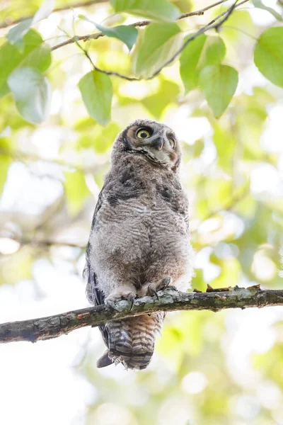 Great Horned Owl Owlet Vancouver Canadá —  Fotos de Stock