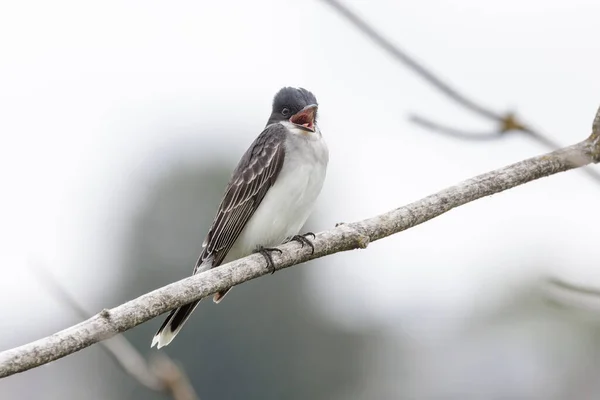 Eastern Kingbird Bij Vancouver Canada — Stockfoto