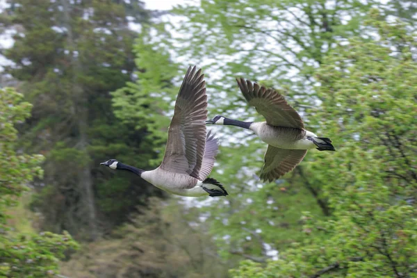 Flying Canada Goose Vancouver Canada — Stock Photo, Image
