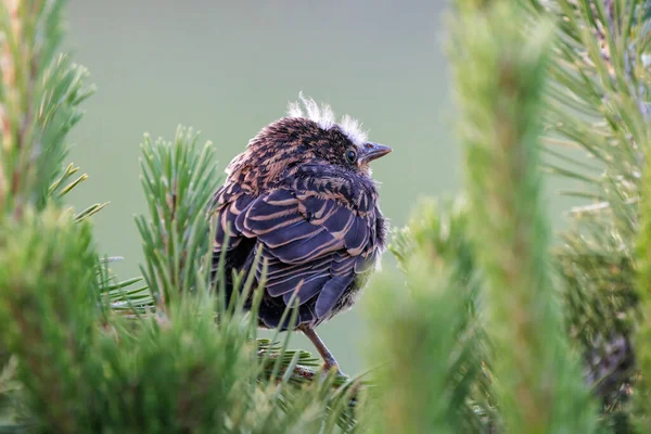 Rote Geflügelte Amsel Bei Vancouver Canada — Stockfoto