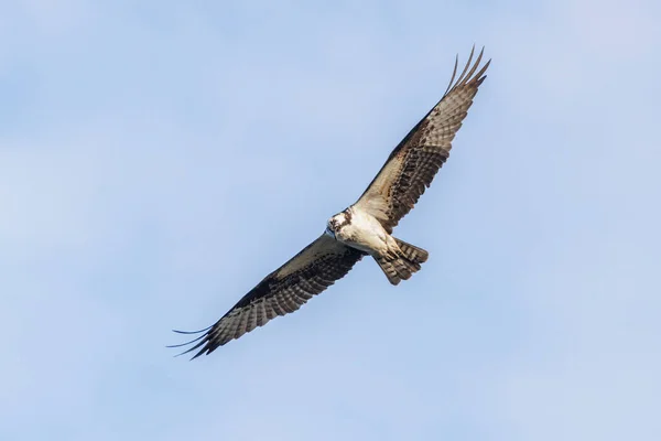 Águila Pescadora Norteamericana Vancouver Canada — Foto de Stock