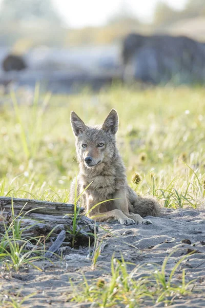 Nordamerikanischer Coyote Bei Vancouver Kanada — Stockfoto