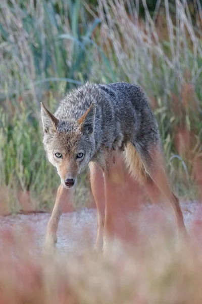 Noord Amerikaanse Coyote Bij Vancouver Canada — Stockfoto