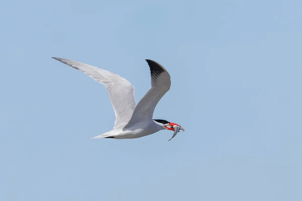 Cáspio Pássaro Tern Vancouver Canadá — Fotografia de Stock