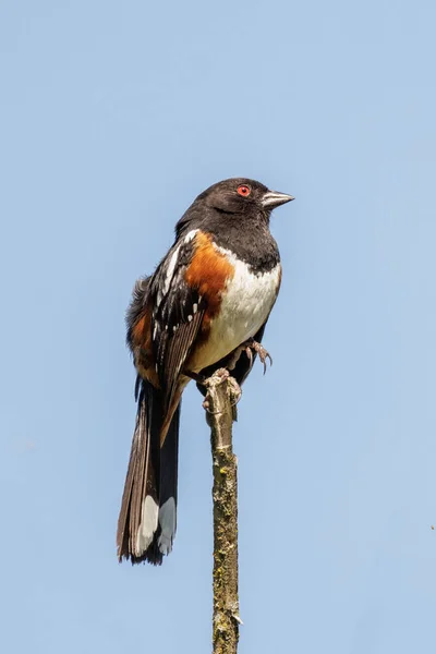 Dostrzegł Pipilo Ptak Vancouver Kanada — Zdjęcie stockowe