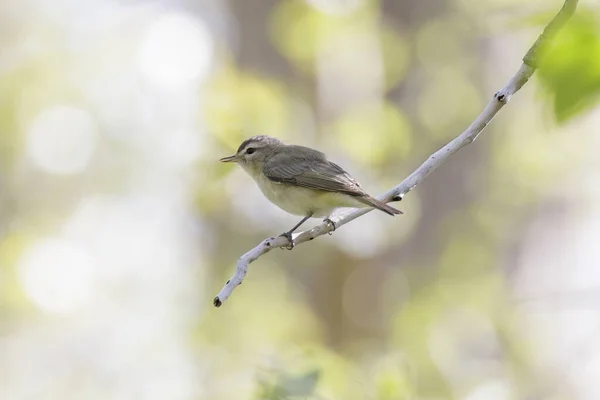 Warbling Uccello Vireo Vancouver Canada — Foto Stock