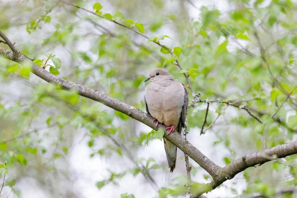 Mourning Dove Bird Vancouver Canada — Stock Photo, Image