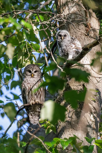 Barred Owl Owlet Vancouver Canada — Stock Photo, Image