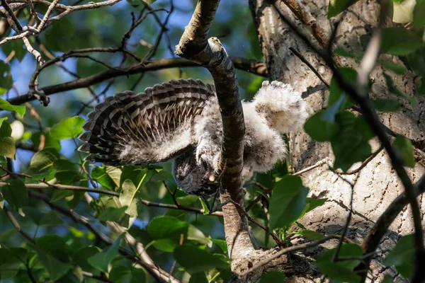 不列颠哥伦比亚省温哥华市被禁止饲养的猫头鹰 — 图库照片