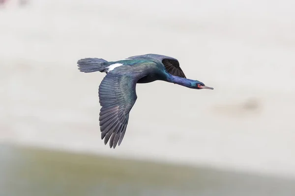 Pelagic Cormorant Bird Vancouver Canada 로열티 프리 스톡 이미지