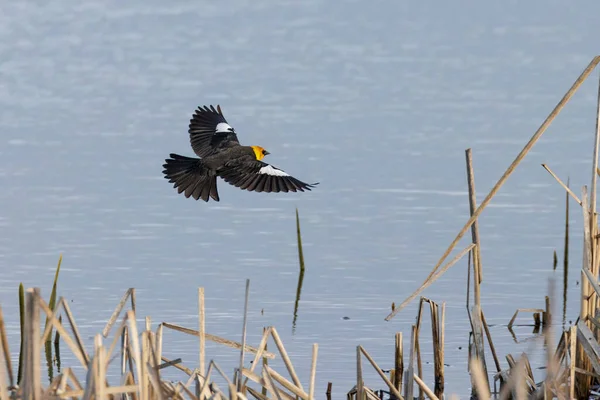 不列颠哥伦比亚省温哥华的黄头黑鸟 图库图片