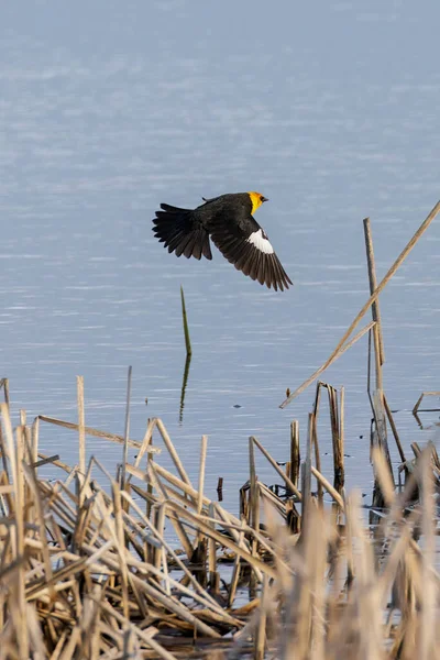 不列颠哥伦比亚省温哥华的黄头黑鸟 免版税图库照片
