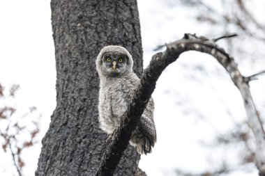 Büyük Gri Baykuş Britanya Kolombiya İç Kanada 'da