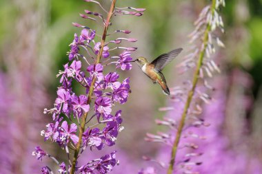 Vancouver BC Kanada 'daki Rufous Hummingbird kuşu