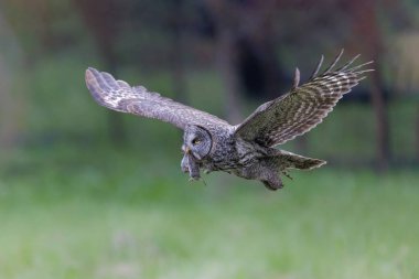 Büyük Gri Baykuş Britanya Kolombiya İç Kanada 'da