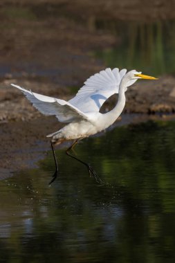 Beyaz Akbalıkçıl kuşu MÖ Vancouver 'da Kanada