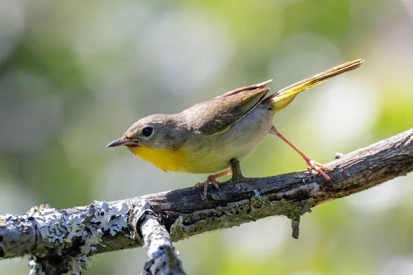 不列颠哥伦比亚省温哥华的雌性普通黄喉鸟 — 图库照片