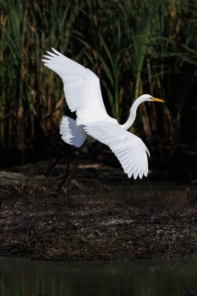 White Great Egret Pták Vancouveru Kanada — Stock fotografie