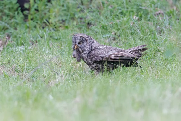 不列颠哥伦比亚省内地的大灰鹰 — 图库照片