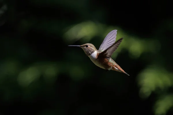 不列颠哥伦比亚省温哥华市的野生蜂鸟 — 图库照片