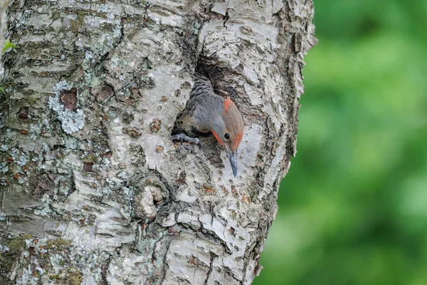 Northern Flicker Juvenile Nest Bird Vancouver Canada — Stock Photo, Image