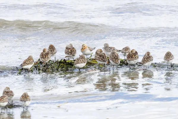 Red Necked Stint Bird Vancouver Canada Stock Picture