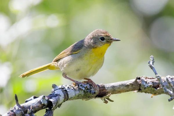 不列颠哥伦比亚省温哥华的雌性普通黄喉鸟 图库照片