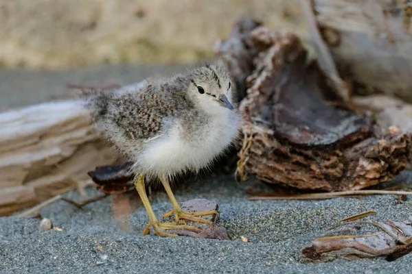 Spottade Sandpiper Brud Fågel Vancouver Kanada Stockbild