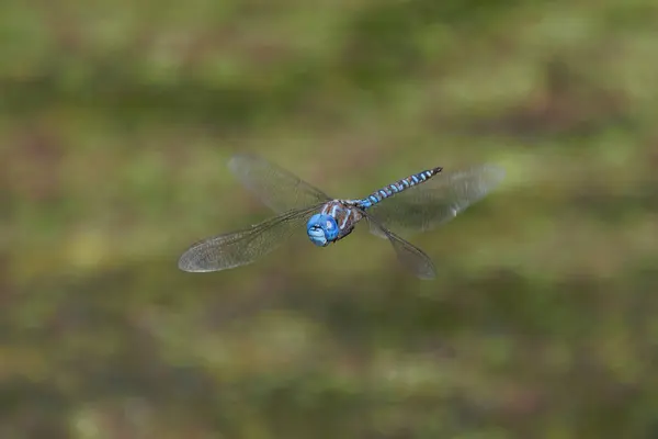 不列颠哥伦比亚省温哥华 蓝眼睛达纳蜻蜓 免版税图库图片