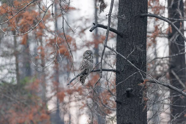 Great Gray Owl Bird British Columbia Interior Canada Stock Photo