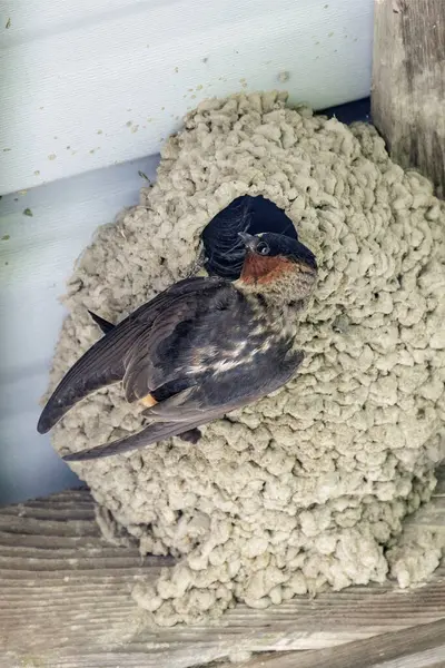 Vancouver Kanada Cliff Swallows Kuş Yuvası Telifsiz Stok Fotoğraflar