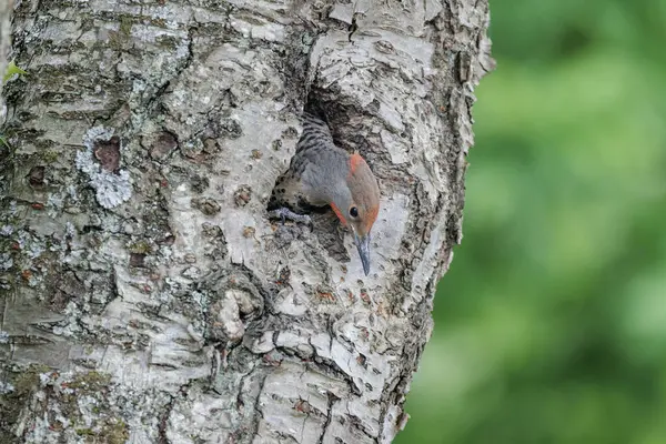 不列颠哥伦比亚省温哥华市的北方雀鸟幼鸟 图库照片
