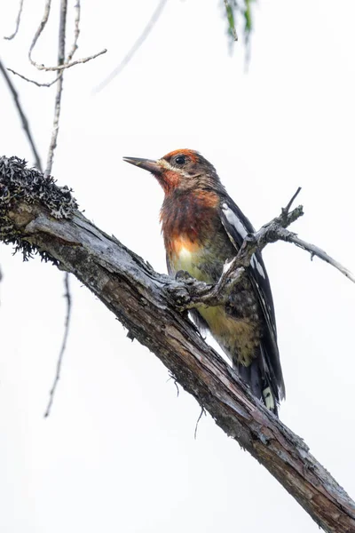 Червоношкірий Птах Сапсура Ванкувері Canada Ліцензійні Стокові Фото